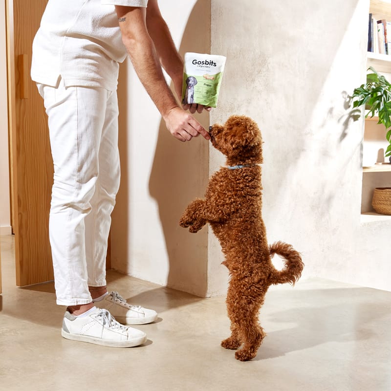 Objective Dog Puppy Objective Dog Puppy